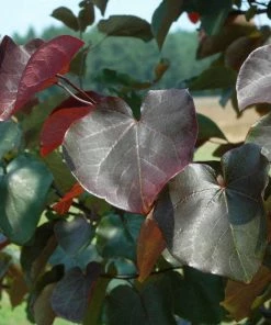 Fast Growing Trees Merlot Redbud Tree