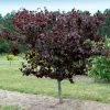 Fast Growing Trees Merlot Redbud Tree