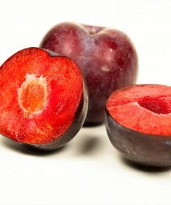 Fast Growing Trees Methley Plum Tree Plum Trees 11 Fast Growing Trees Methley Plum Tree Plum Trees