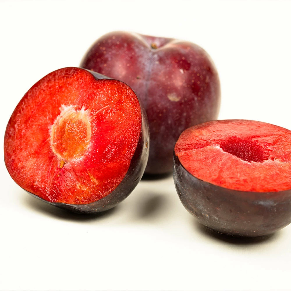 Fast Growing Trees Methley Plum Tree Plum Trees 6 Fast Growing Trees Methley Plum Tree Plum Trees