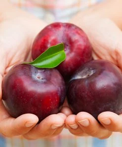 Fast Growing Trees Methley Plum Tree Plum Trees