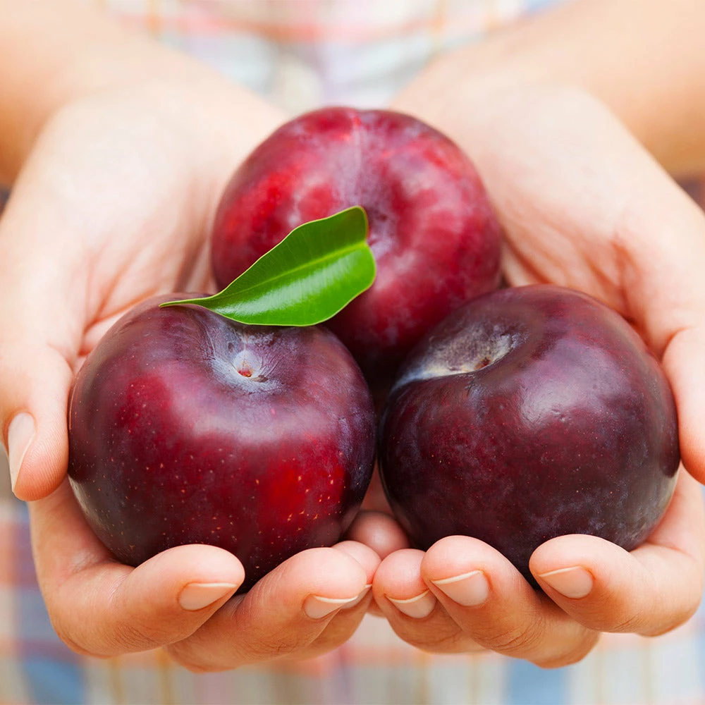 Fast Growing Trees Methley Plum Tree Plum Trees 5 Fast Growing Trees Methley Plum Tree Plum Trees