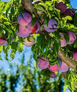 Fast Growing Trees Methley Plum Tree Plum Trees
