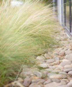 Fast Growing Trees Mexican Feather Grass Ornamental Grasses