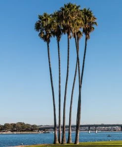 Fast Growing Trees Mexican Fan Palm Tree