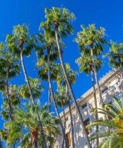 Fast Growing Trees Mexican Fan Palm Tree