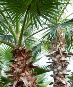 Fast Growing Trees Mexican Fan Palm Tree
