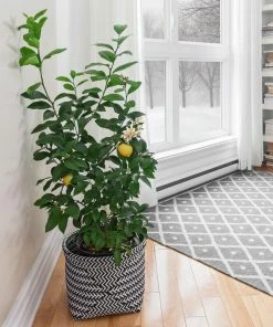 Fast Growing Trees Our Newest Arrivals Meyer Lemon Bush 8 Fast Growing Trees Our Newest Arrivals Meyer Lemon Bush