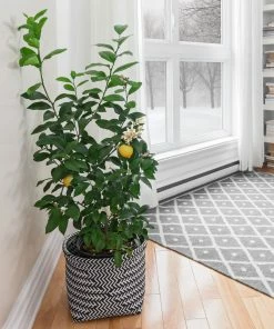 Fast Growing Trees Meyer Lemon Tree - USDA Organic