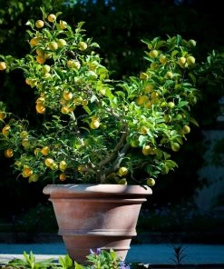 Fast Growing Trees Citrus Trees Meyer Lemon Bush