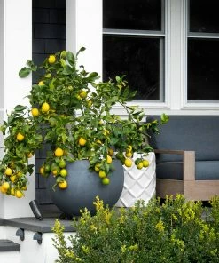 Fast Growing Trees Our Newest Arrivals Meyer Lemon Bush