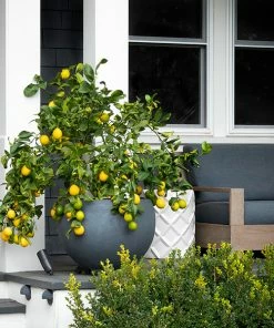 Fast Growing Trees Our Newest Arrivals Meyer Lemon Bush