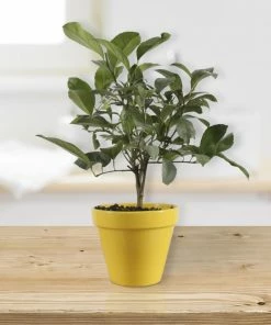Fast Growing Trees Citrus Trees Meyer Lemon Gift Tree