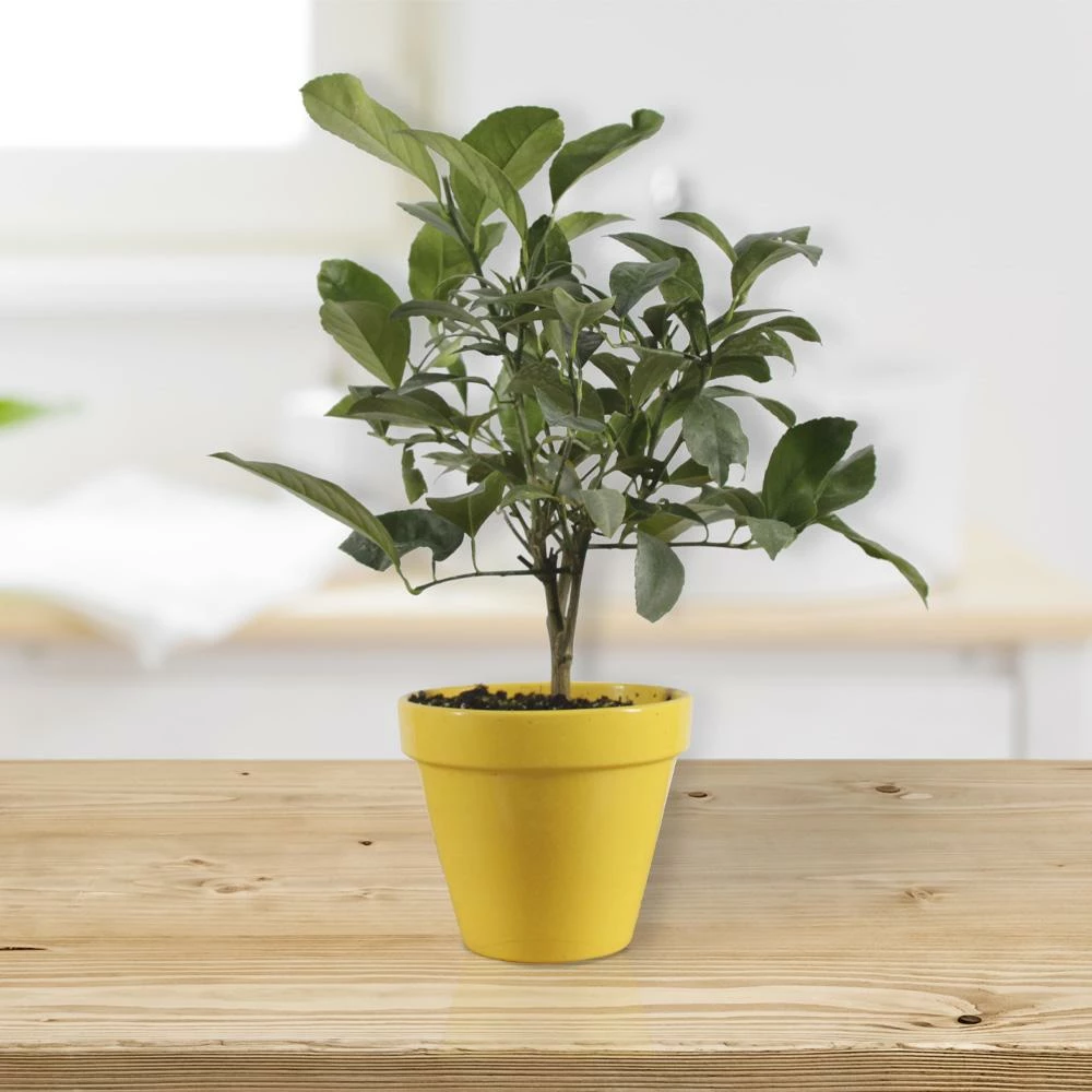 Fast Growing Trees Citrus Trees Meyer Lemon Gift Tree 4 Fast Growing Trees Citrus Trees Meyer Lemon Gift Tree