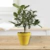 Fast Growing Trees Citrus Trees Meyer Lemon Gift Tree 2 Fast Growing Trees Citrus Trees Meyer Lemon Gift Tree