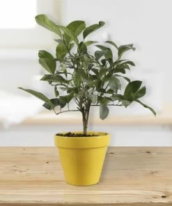 Fast Growing Trees Citrus Trees Meyer Lemon Gift Tree