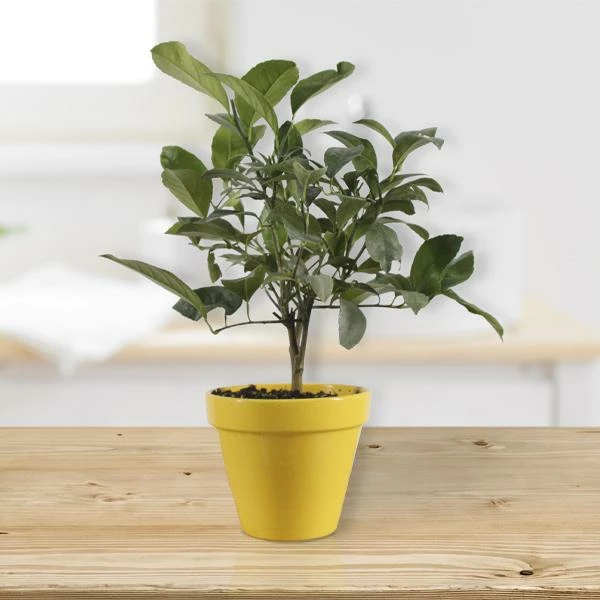 Fast Growing Trees Citrus Trees Meyer Lemon Gift Tree 3 Fast Growing Trees Citrus Trees Meyer Lemon Gift Tree