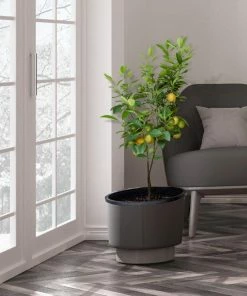 Fast Growing Trees Our Newest Arrivals Meyer Lemon Tree 10 Fast Growing Trees Our Newest Arrivals Meyer Lemon Tree