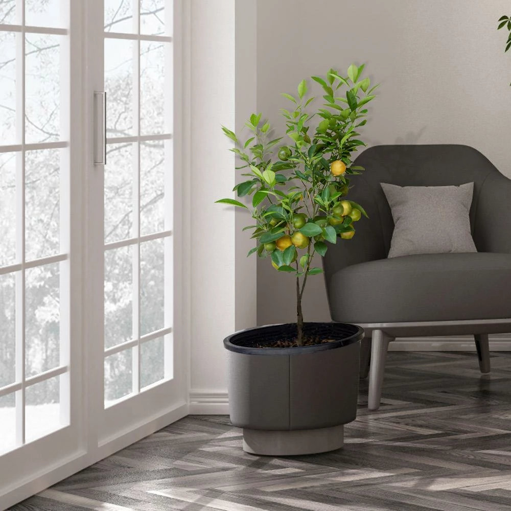 Fast Growing Trees Our Newest Arrivals Meyer Lemon Tree 6 Fast Growing Trees Our Newest Arrivals Meyer Lemon Tree