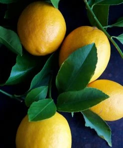 Fast Growing Trees Meyer Lemon Tree