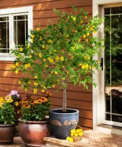Fast Growing Trees Meyer Lemon + Key Lime Tree Pack Citrus Trees 12 Fast Growing Trees Meyer Lemon + Key Lime Tree Pack Citrus Trees
