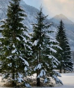 Fast Growing Trees Meyer Spruce Tree 7 Fast Growing Trees Meyer Spruce Tree