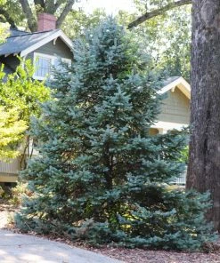 Fast Growing Trees Meyer Spruce Tree
