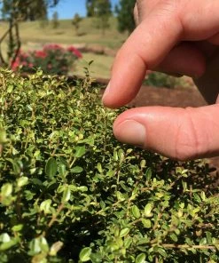 Fast Growing Trees Micron® Holly Shrub Holly Trees