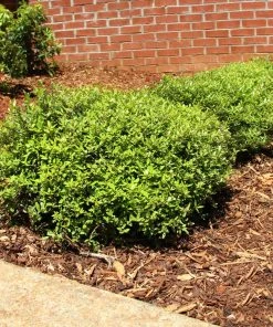 Fast Growing Trees Micron® Holly Shrub Holly Trees