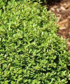 Fast Growing Trees Micron® Holly Shrub Holly Trees