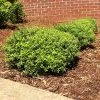 Fast Growing Trees Micron® Holly Shrub Holly Trees