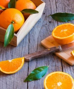 Fast Growing Trees Midknight Valencia Orange Citrus Trees