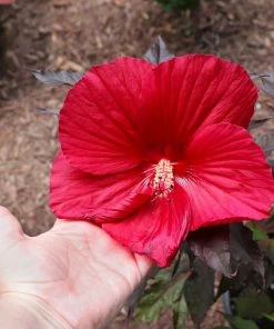 Fast Growing Trees See All Flowering Trees Midnight Marvel Hardy Hibiscus