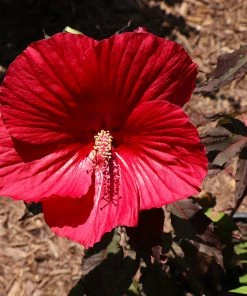 Fast Growing Trees See All Flowering Trees Midnight Marvel Hardy Hibiscus