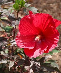 Fast Growing Trees See All Flowering Trees Midnight Marvel Hardy Hibiscus
