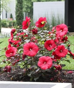 Fast Growing Trees See All Flowering Trees Midnight Marvel Hardy Hibiscus