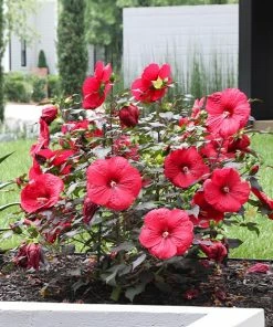 Fast Growing Trees See All Flowering Trees Midnight Marvel Hardy Hibiscus