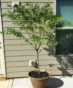 Fast Growing Trees Milkweed Plant See All Shrubs & Hedges