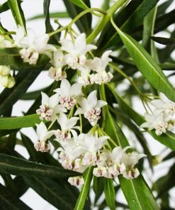 Fast Growing Trees Milkweed Plant See All Shrubs & Hedges