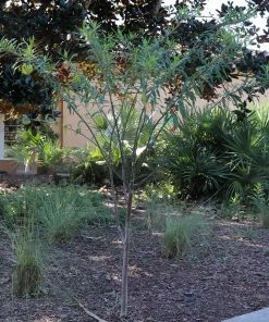 Fast Growing Trees Milkweed Plant See All Shrubs & Hedges