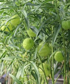 Fast Growing Trees Milkweed Plant See All Shrubs & Hedges