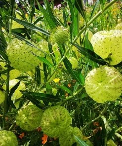 Fast Growing Trees Milkweed Plant See All Shrubs & Hedges