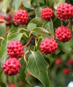 Fast Growing Trees Dogwood Trees Milky Way Chinese Dogwood Tree