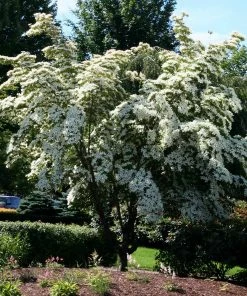 Fast Growing Trees Dogwood Trees Milky Way Chinese Dogwood Tree