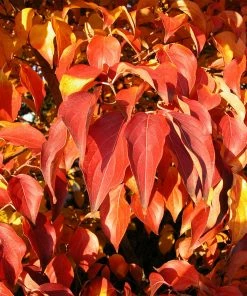 Fast Growing Trees Dogwood Trees Milky Way Chinese Dogwood Tree