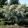 Fast Growing Trees Dogwood Trees Milky Way Chinese Dogwood Tree