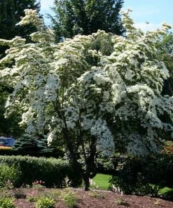 Fast Growing Trees Dogwood Trees Milky Way Chinese Dogwood Tree