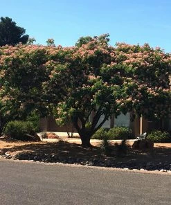 Fast Growing Trees Mimosa Tree Pink Flowers 8 Fast Growing Trees Mimosa Tree Pink Flowers