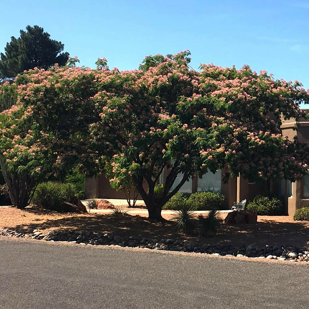 Fast Growing Trees Mimosa Tree Pink Flowers 5 Fast Growing Trees Mimosa Tree Pink Flowers