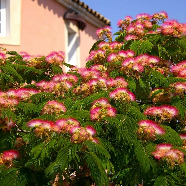 Fast Growing Trees Mimosa Tree Pink Flowers 3 Fast Growing Trees Mimosa Tree Pink Flowers